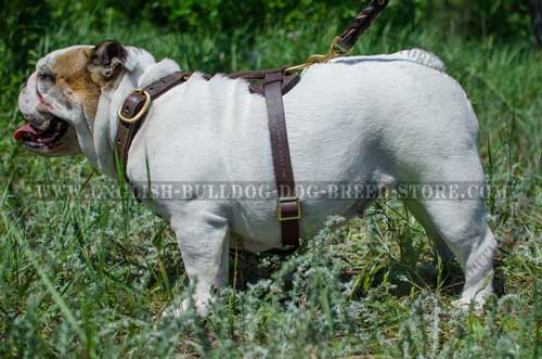 Tear-resistant leather dog harness for English Bulldog breed