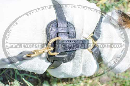 Comfy dog harness for English Bulldog breed