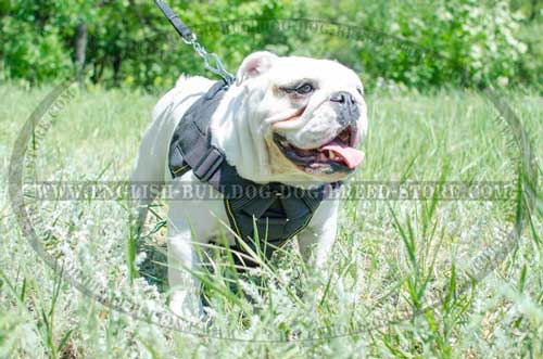 English Bulldog breed harness light weight for training