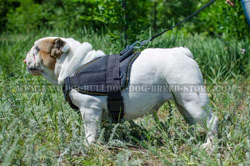 English Bulldog breed harness for daily outdoor activities