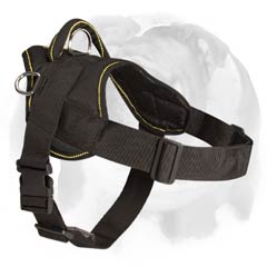 English Bulldog nylon pulling harness