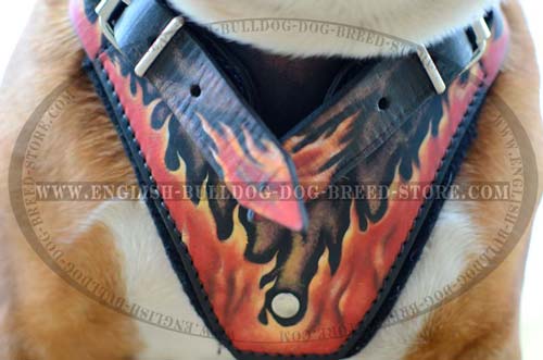 English Bulldog soft leather harness