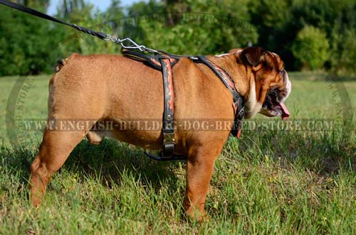 Comfy harness for English Bulldog