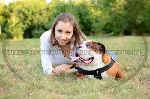  English Bulldog breed Harness with id patches