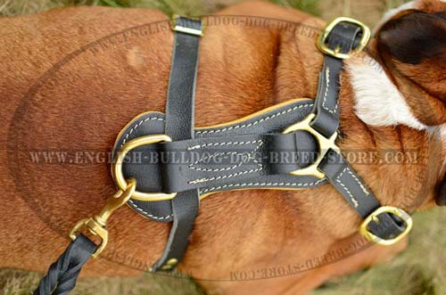 English Bulldog harness with  D-ring for a leash