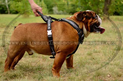 English Bulldog Harness with felt padding