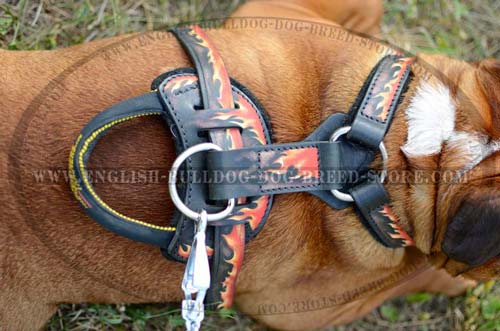 English Bulldog harness with handle and D-ring