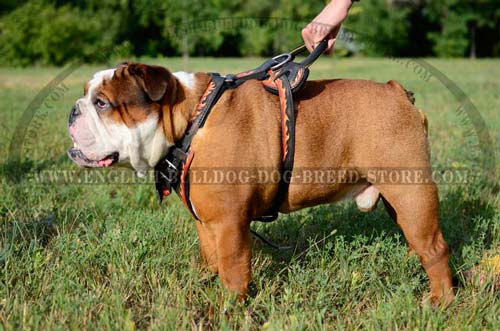 English Bulldog harness with handle to train your dog