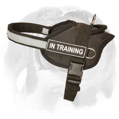 English Bulldog harness with removable id patch