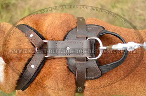 English Bulldog Harness with felt padding
