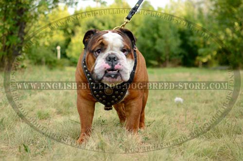 English Bulldog harness with brass decoration
