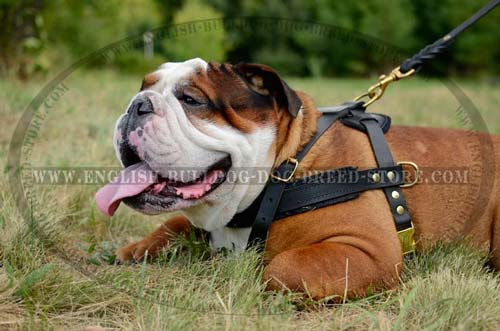 English Bulldog harness designed specially for pulling
