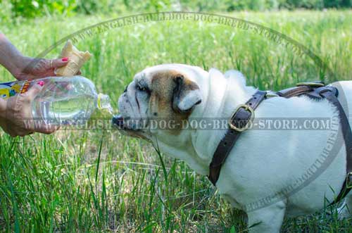 English Bulldog harness of leather to train your dog