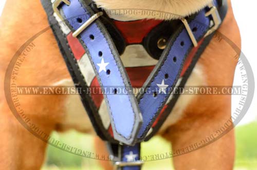 English Bulldog quality leather harness