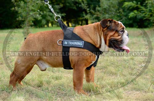 English Bulldog harness of nylon material