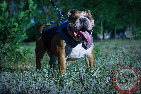English Bulldog nylon harness of high quality with d-ring for leash attachment for daily walks
