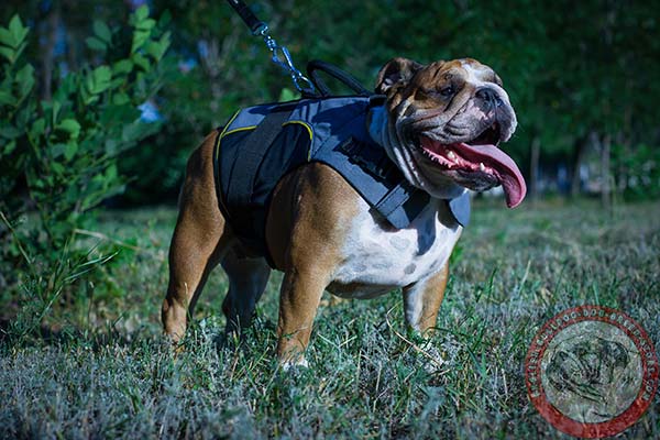 English Bulldog nylon harness with durable quick release buckle for walking