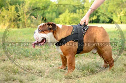 English Bulldog nylon harness with  handle