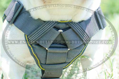English Bulldog harness of nylon