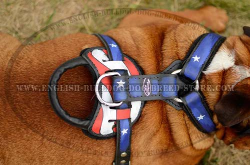 English Bulldog harness with handle for training