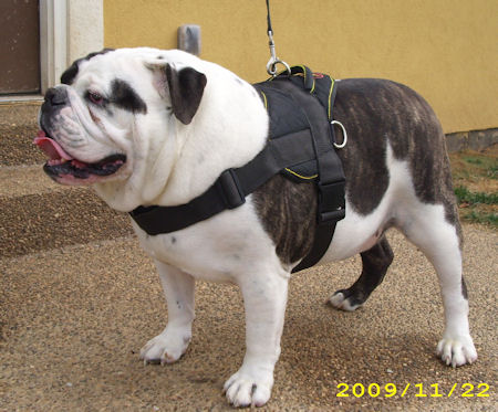 BEST Adjustable Nylon Dog Harness for BULLDOGS - Tracking Dog Harness