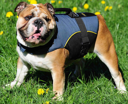 dog harness with handle