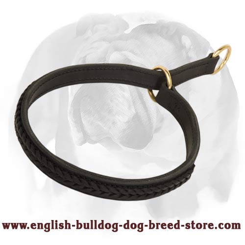 English Bulldog neatly braided collar