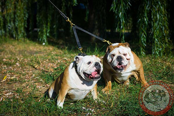 English Bulldog leather leash of genuine materials with brass plated hardware for improved control
