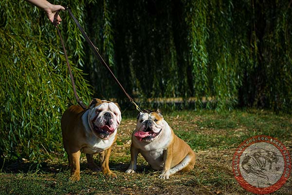 English Bulldog leather leash with corrosion resistant brass plated hardware for daily activity