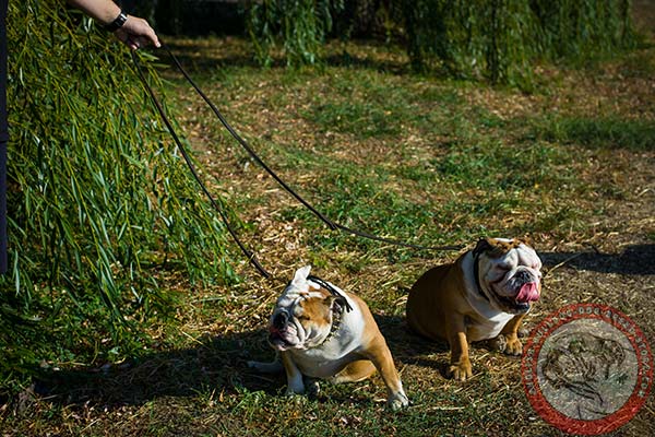 English Bulldog leather leash with non-corrosive brass plated hardware for improved control
