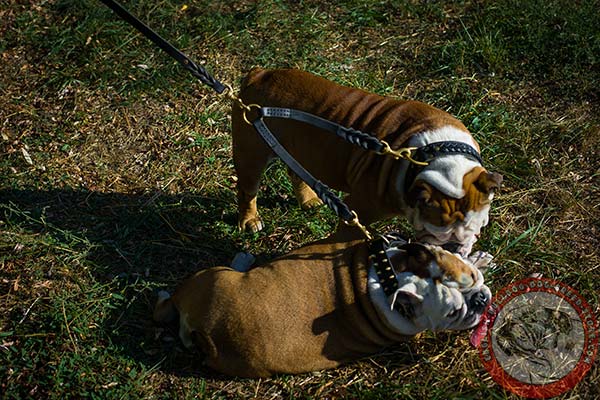 English Bulldog leather leash of lightweight material with brass plated hardware for walking