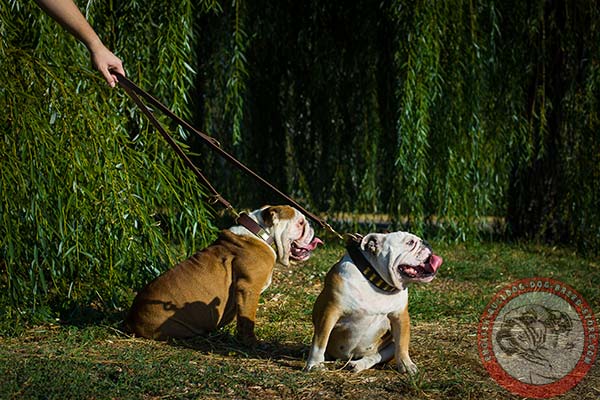 English Bulldog leather leash of lightweight material with brass plated hardware for safe walking
