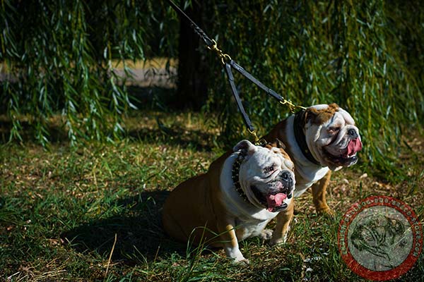 English Bulldog leather leash with non-corrosive brass plated hardware for daily walks