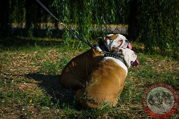 English Bulldog leather leash with braids with brass plated hardware for daily walks