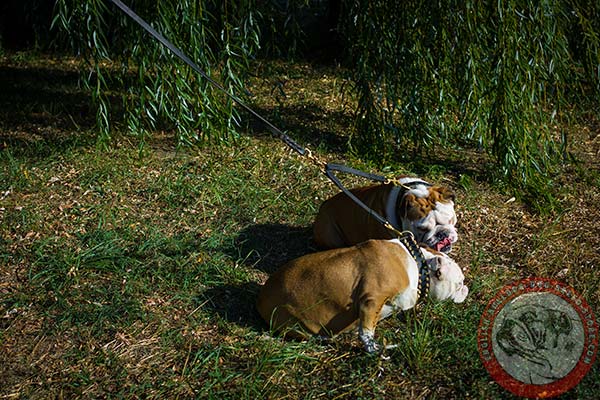 English Bulldog leather leash with reliable hardware for daily activity