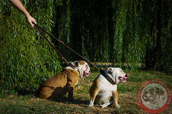 English Bulldog leather leash with rust-proof brass plated hardware for quality control