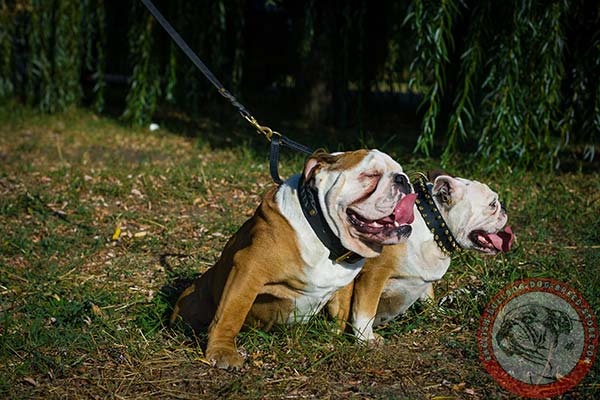English Bulldog leather leash with rust-proof hardware for walking