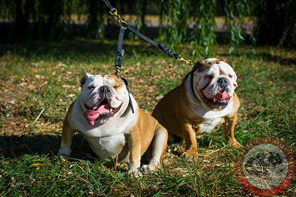 English Bulldog leather leash of high quality with brass plated hardware for improved control