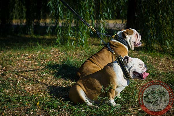 English Bulldog leather leash with durable hardware for daily walks