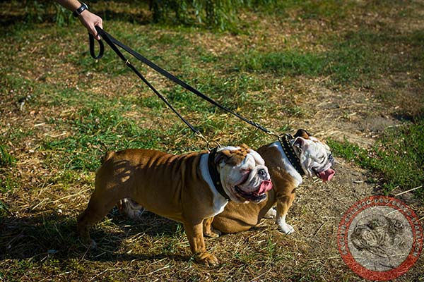 English Bulldog nylon leash with rust-resistant brass plated hardware for improved control