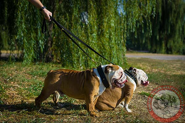 English Bulldog nylon leash with rustless brass plated hardware for daily walks