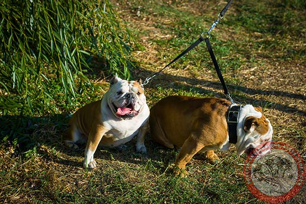 English Bulldog nylon leash of high quality with nickel plated hardware for improved control