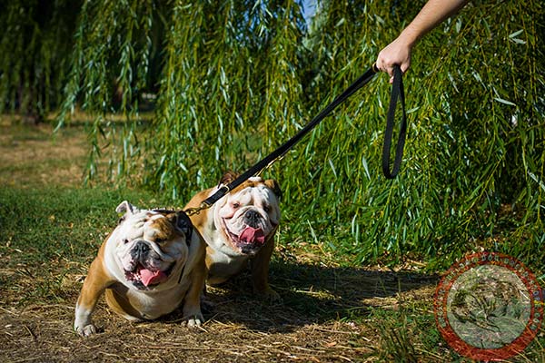 English Bulldog nylon leash with rust-proof hardware for perfect control