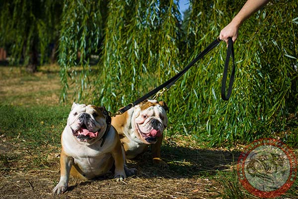English Bulldog nylon leash with non-corrosive hardware for any activity