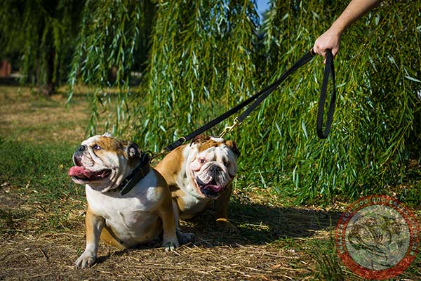 English Bulldog nylon leash with rustless hardware for professional use