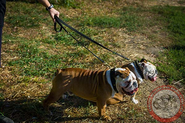 English Bulldog nylon leash with rustless brass plated hardware for walking