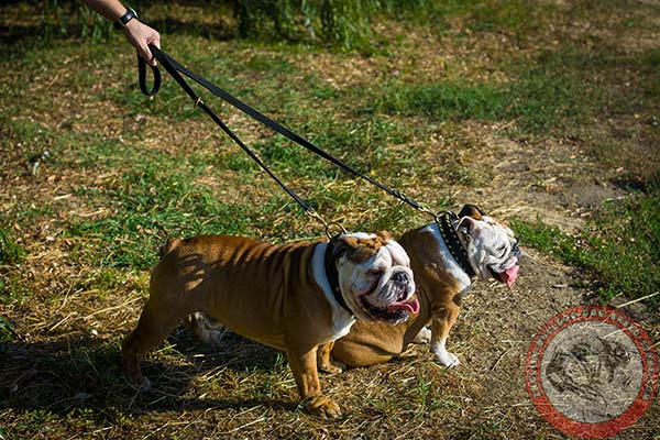 English Bulldog nylon leash with rust-resistant brass plated hardware for walking