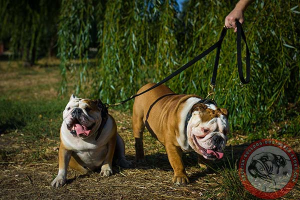 English Bulldog nylon leash of lightweight material with brass plated hardware for daily walks