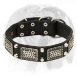 English Bulldog Leather Dog Collar with Massive Nickel Decorations