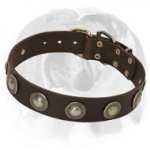 Wide Leather Dog Collar with Hand-Set Silver-like Conchos designed for English Bulldog breed